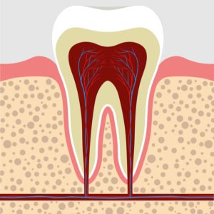 Could A New Drug Cause Dentin To Grow?